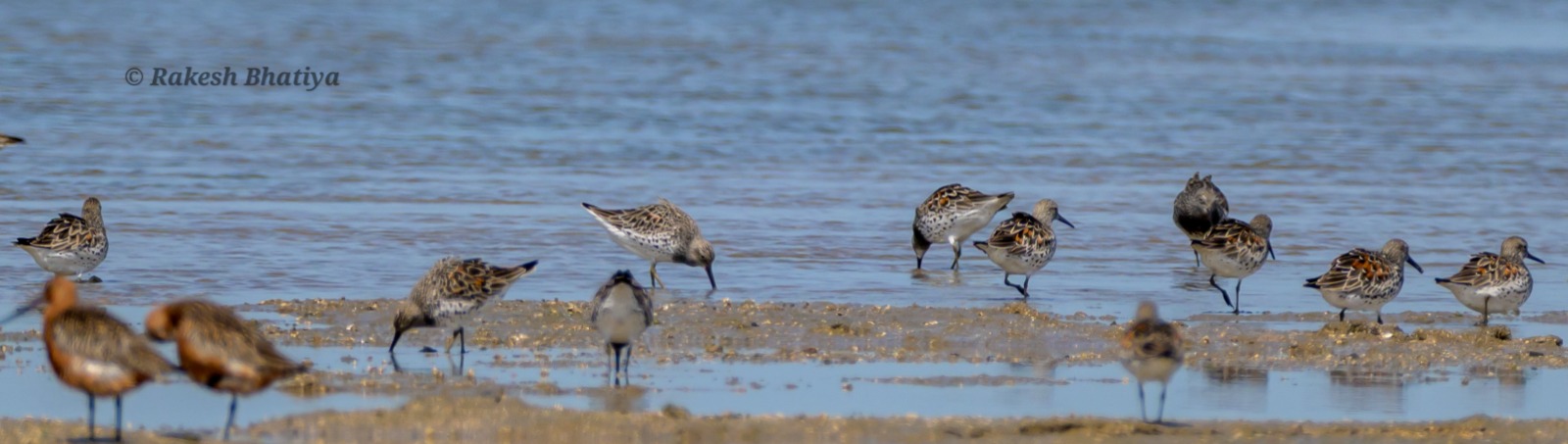 Great Knot 
